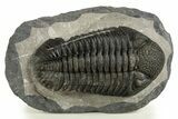 Prone Phacopid (Drotops) Trilobite - Mrakib, Morocco #338993-2